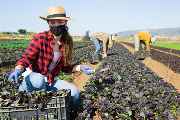 Portrait of young woman farmer mask harvesting red romaine to plastic crate at the farm