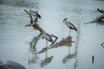 Birds in the zoo have no cages.