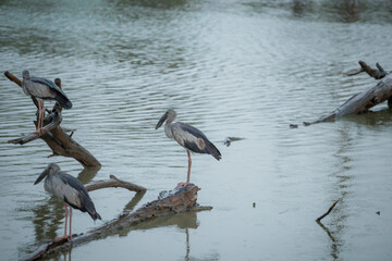 Birds in the zoo have no cages.