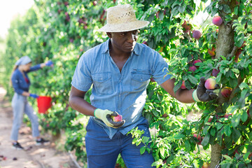 Concentrated african american man working on a farm in a fruit nursery plucks ripe plums from a tree