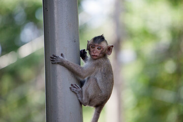 可愛いサル