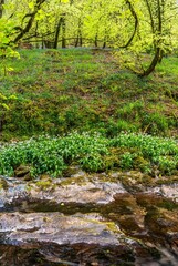 Wild Garlic, Allium ursinum and Common Bluebell, Hyacinthoides non-scripta over the stream