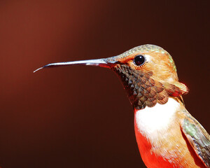 hummingbird with tongue out