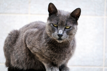 Obraz premium Gray domestic cat