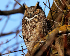 sleeping owl on branch