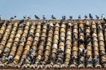Rooftop filled with pigeons