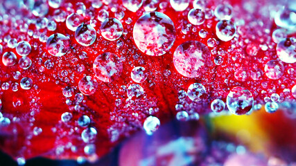 Dew Drops on Red Flower