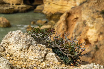 Pistacia lentiscus plant