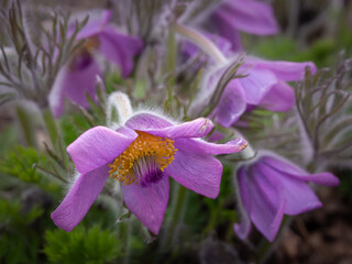 Purple pasque flowers (Pulsatilla tatewakii) , blooming in springtime, blurred background.
