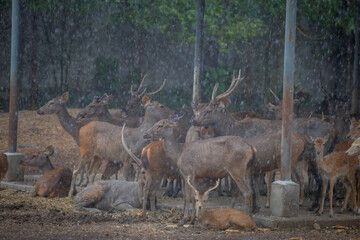 Animals in an open zoo without cages.
