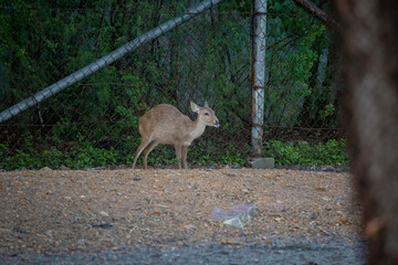Animals in an open zoo without cages.