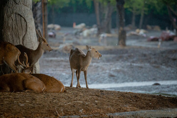 Animals in an open zoo without cages.