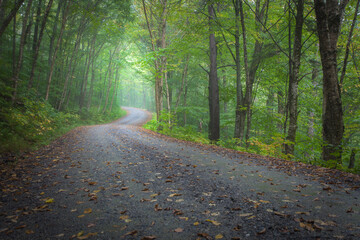 Curving gravel road through green forest