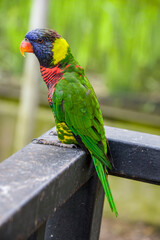 The closeup image of coconut lorikeets (Trichoglossus haematodus) . This is a parrot in the family Psittaculidae. The bill is orange-red, and the head dark blue fading to brown at the neck. 