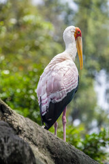 The yellow-billed stork (Mycteria ibis) is a large African wading stork species in the family Ciconiidae. It is widespread in regions south of the Sahara and also occurs in Madagascar.