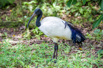 The African sacred ibis (Threskiornis aethiopicus) is a species of ibis, a wading bird of the family Threskiornithidae. 