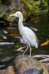 The cattle egret (Bubulcus ibis) stands in the Koi pond. 
It is a cosmopolitan species of heron found in the tropics, subtropics, and warm-temperate zones. 
