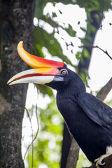 The rhinoceros hornbill (Buceros rhinoceros) is a large species of forest hornbill. It is the state...