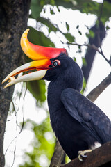 The rhinoceros hornbill (Buceros rhinoceros) is a large species of forest hornbill. It is the state bird of the Malaysian state of Sarawak and the country's national bird © Danny Ye