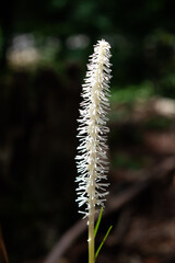 Chionographis japonica flower in the sun 2