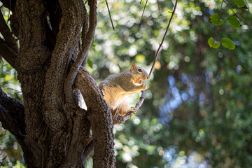 surprised squirrel looking at the camera while eating a nut 