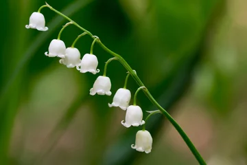 Fototapeten Lily of the valley, Convallaria majalis white flowers macro selective focus © aga7ta