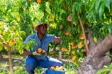 African-american man harvesting peaches from tree branches on fruit plantation.