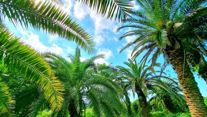 Fototapeta premium 야자수 제주도 