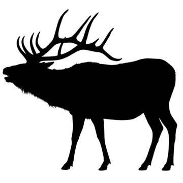 A vector silhouette of a large male bull elk bugling.
