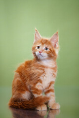 red Maine Coon Kitten on a green background. cat portrait in photo studio
