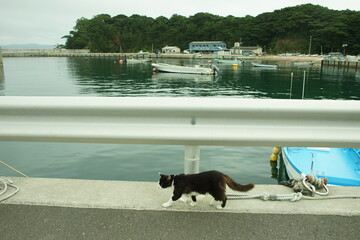 Cat walking Nitoda port, Tashirojima island