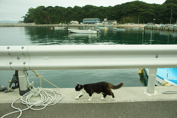 Cat walking Nitoda port, Tashirojima island