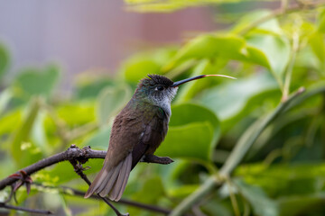Hummingbird