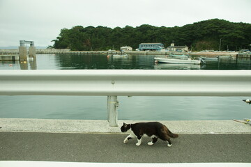 Cat walking Nitoda port, Tashirojima island