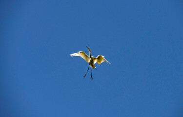 Egret (Ardea alba)