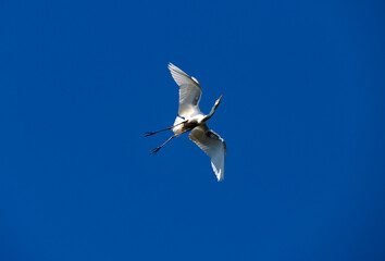 Egret (Ardea alba)