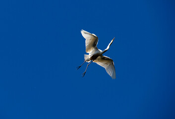 Egret (Ardea alba)