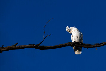 Little Corella (Cacatua sanguinea)