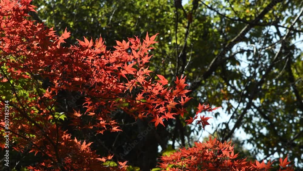 Wall mural autumn foliage of japanese maple tree