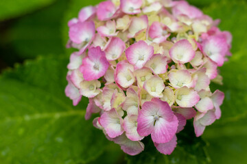 真上からアジサイの花にクローズアップ