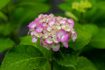 アジサイのピンク色の花と緑色の葉