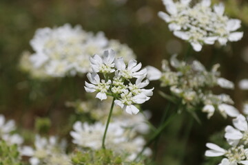 夏に咲く花、