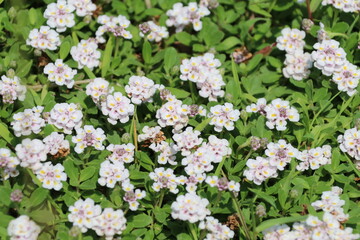 夏に咲く花、イワダレソウ