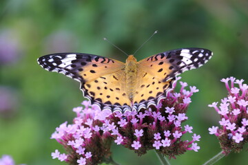 バーベナの花にとまるツマグロヒョウモン(雌)