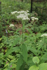 夏の花、フジバカマ
