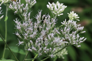 夏の花、フジバカマ