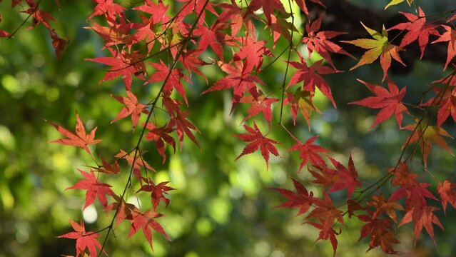 autumn foliage of Japanese maple tree