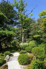 Fototapeta na wymiar 青空バックに見上げる日本庭園の若葉に覆われた大木＠石川