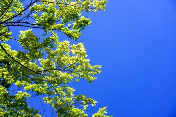 青空バックに見上げる新緑の青モミジ