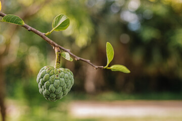 custard apple